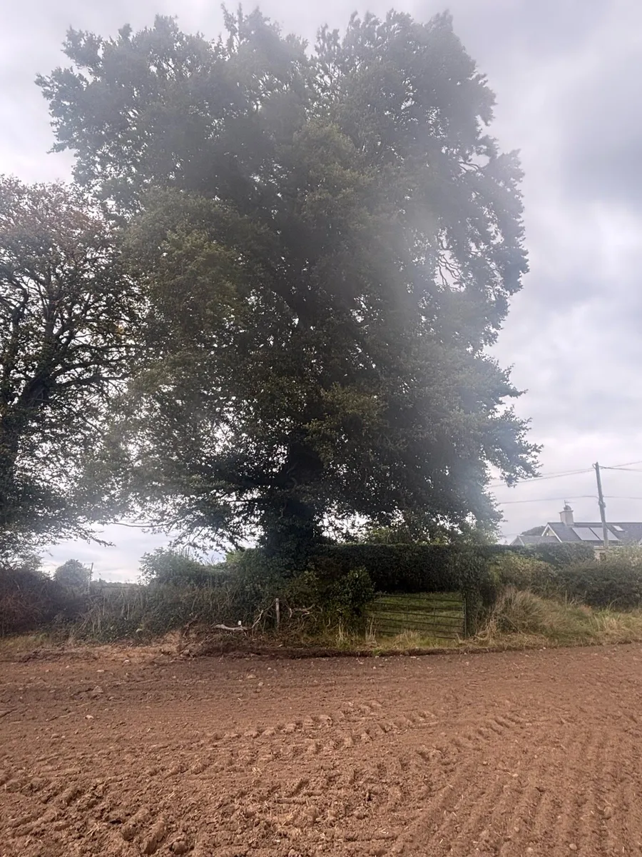Trees for sale - Image 2