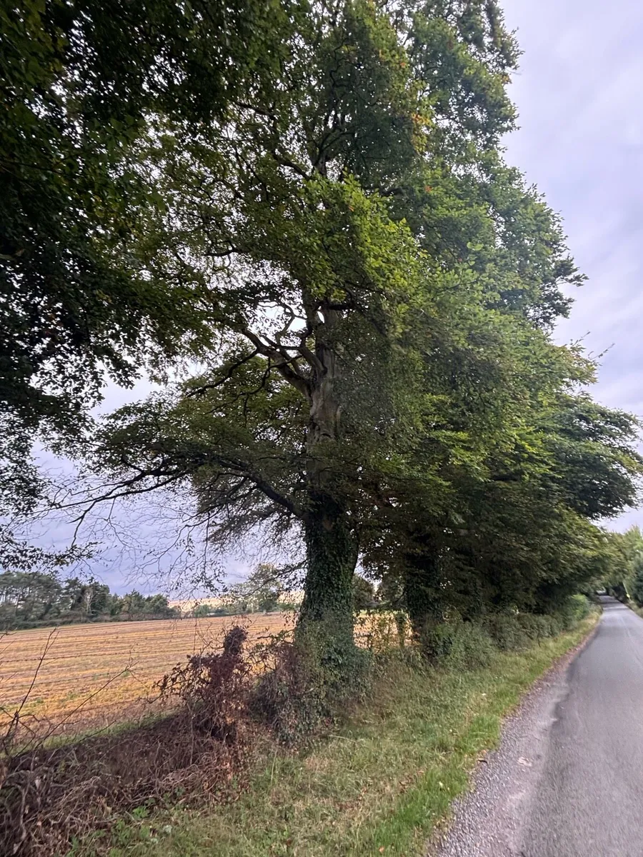 Trees for sale - Image 4