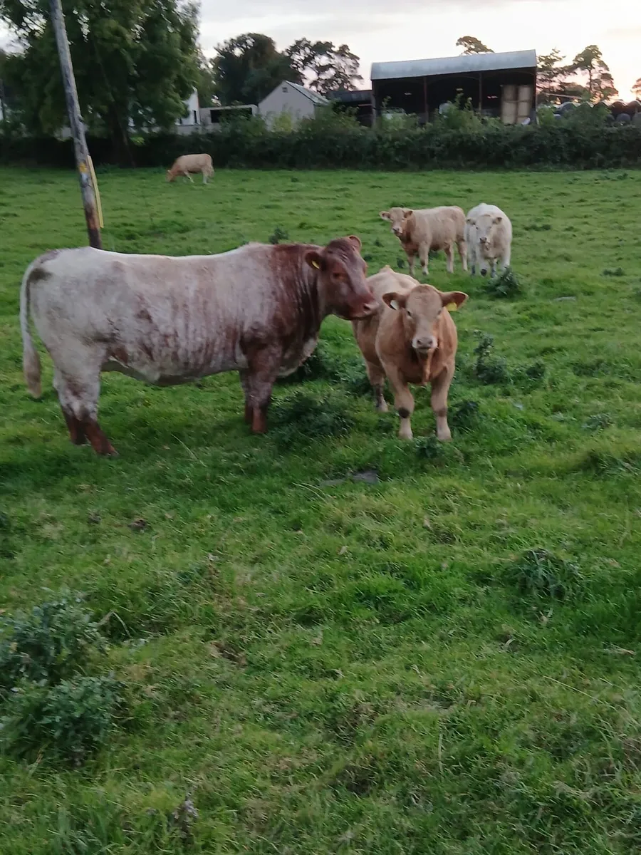 Super roan cow with her Ch heifer calf - Image 1