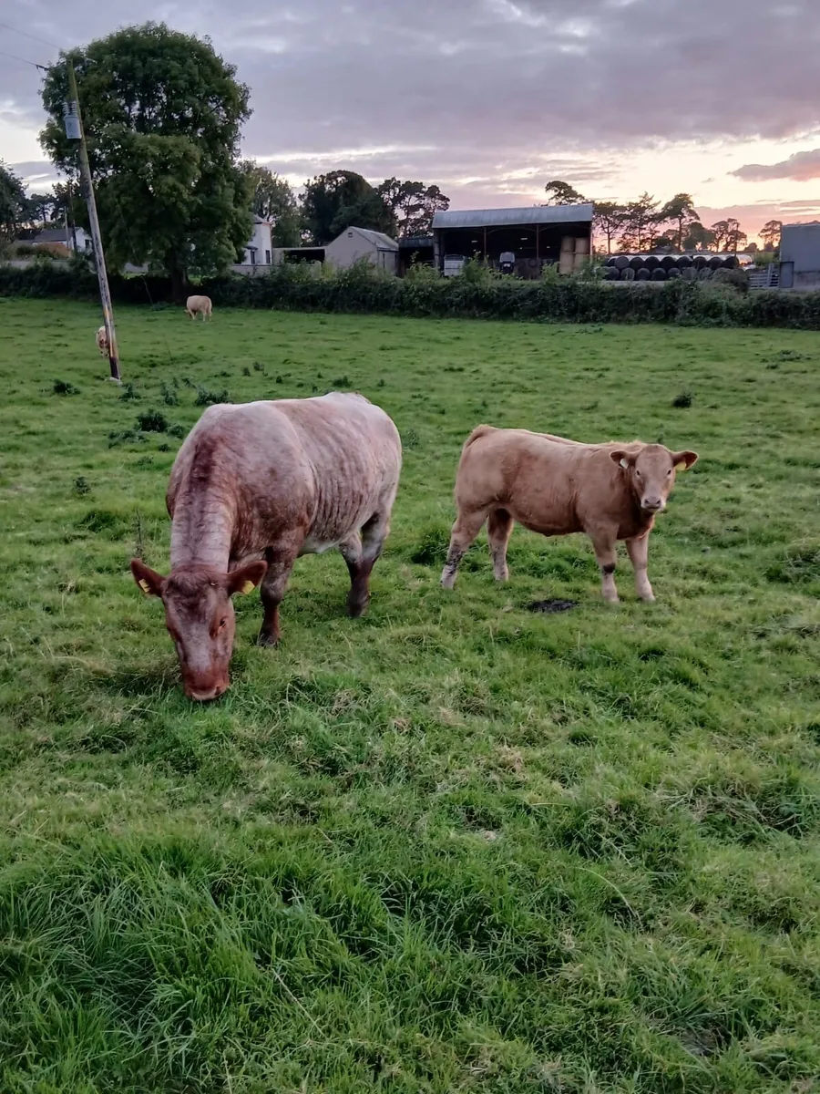 Super roan cow with her Ch heifer calf - Image 2