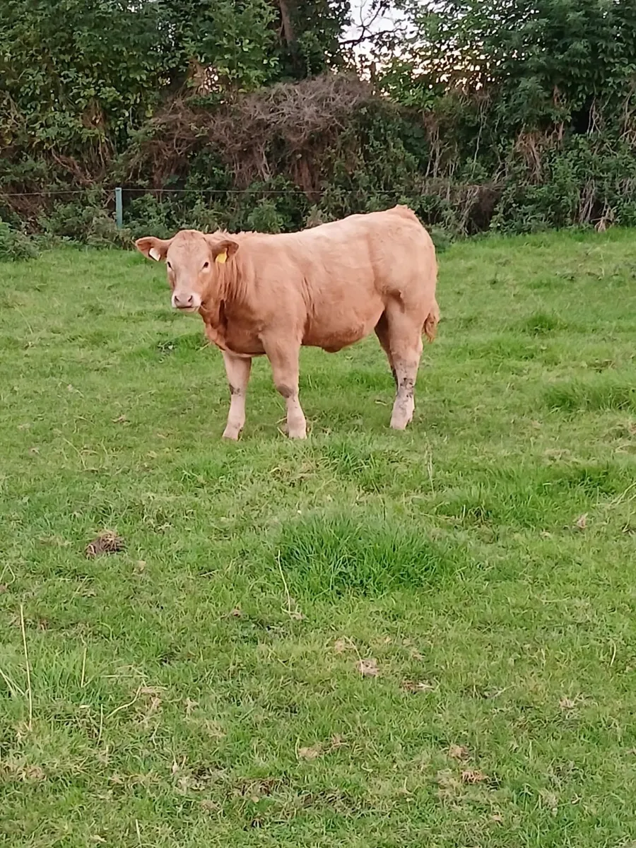 Super roan cow with her Ch heifer calf - Image 4