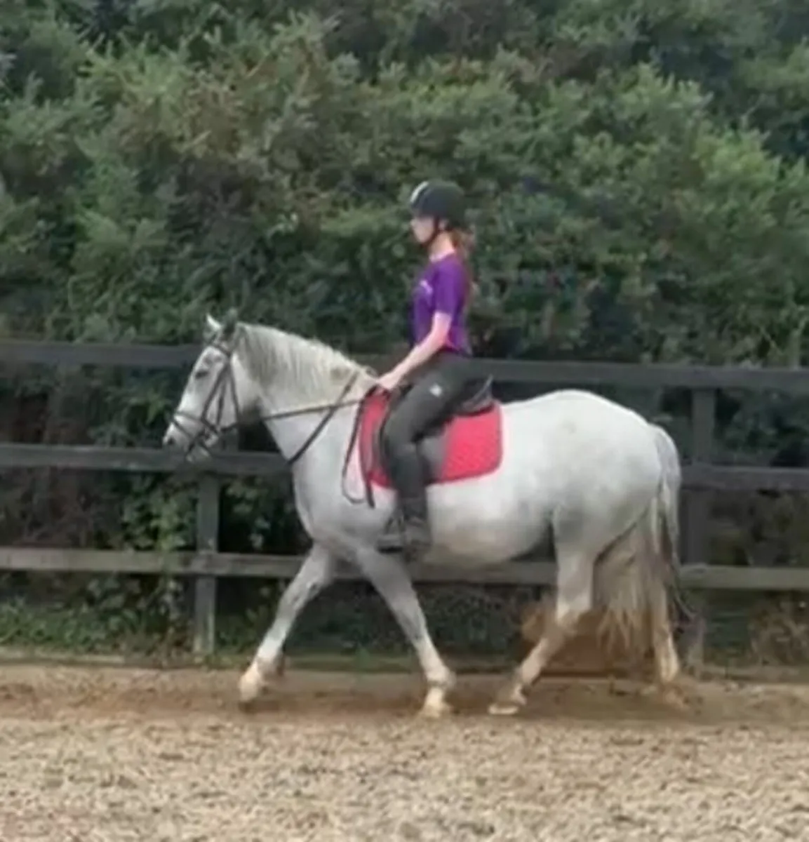 4yo cob 150cms - Image 1