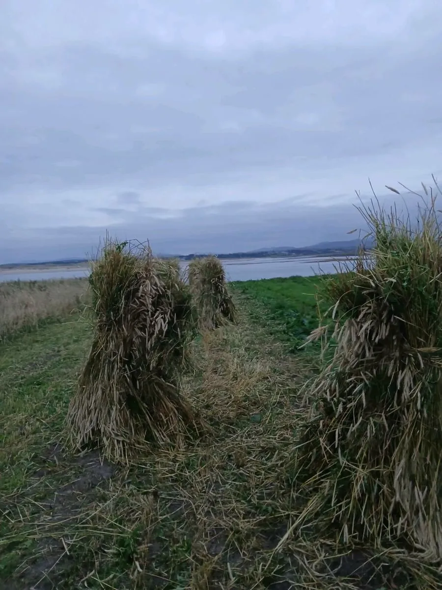 Thatching rye - Image 3