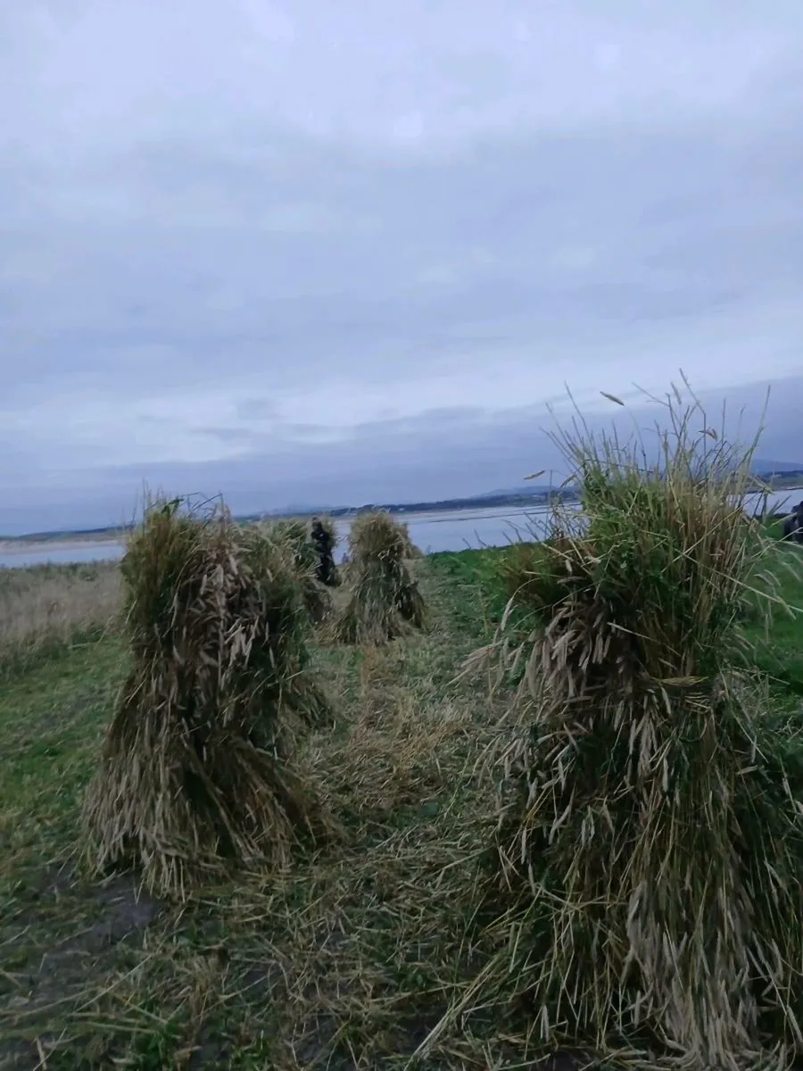Thatching rye - Image 4