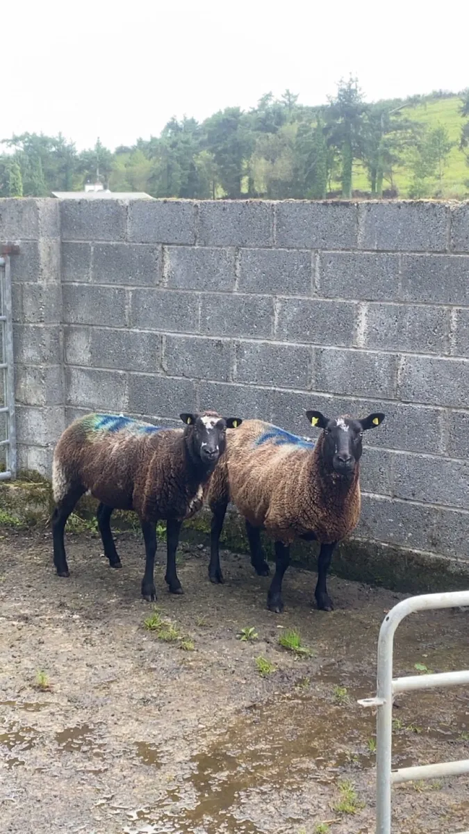 2 Christmas lambers - Image 1