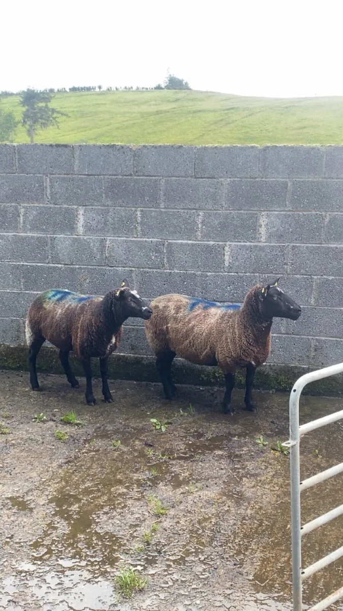 2 Christmas lambers - Image 2