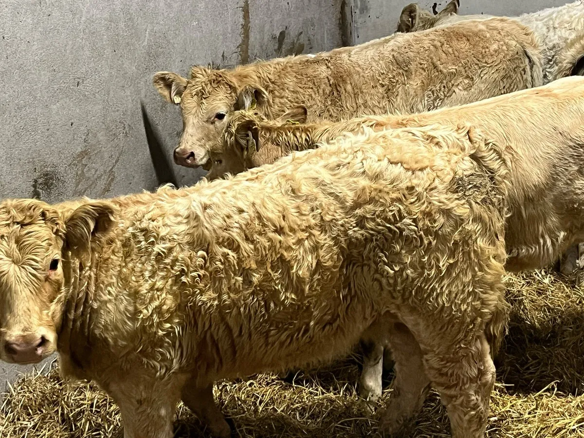 GOLDEN YELLOW CH HEIFER WEANLINGS - Image 1