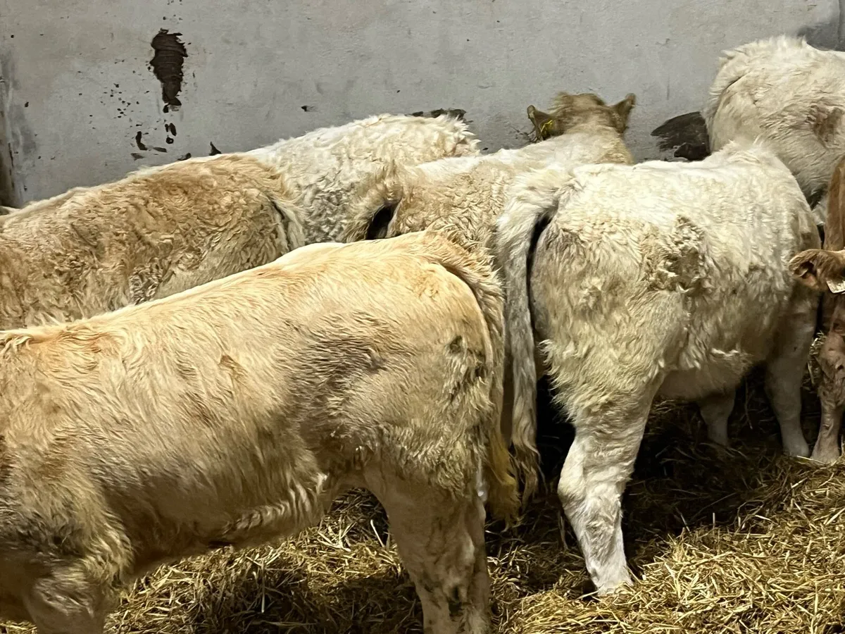 GOLDEN YELLOW CH HEIFER WEANLINGS - Image 2