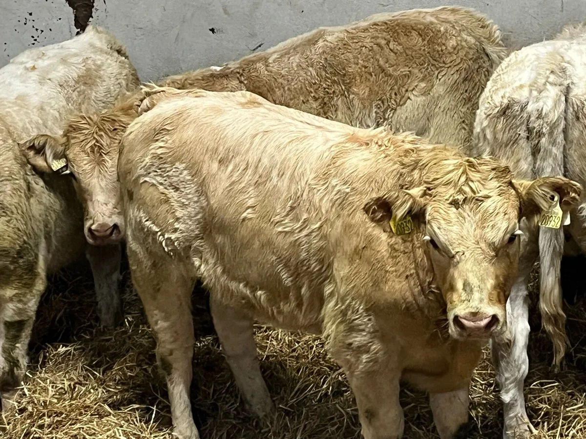 GOLDEN YELLOW CH HEIFER WEANLINGS - Image 3