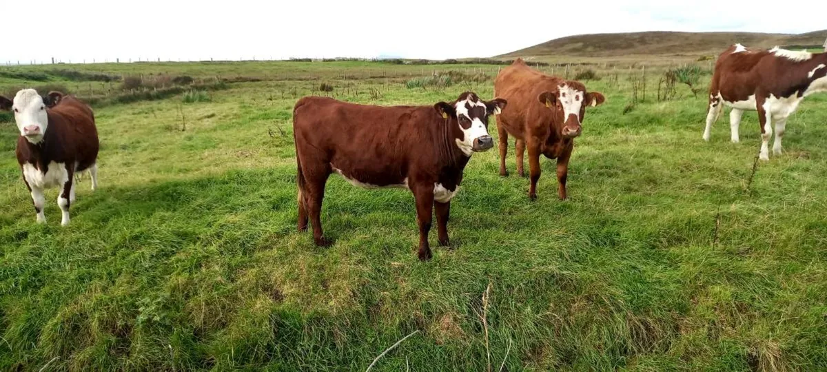 Heifers - Image 1