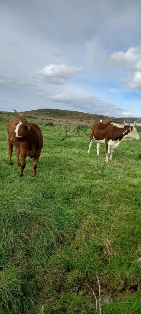 Heifers - Image 2
