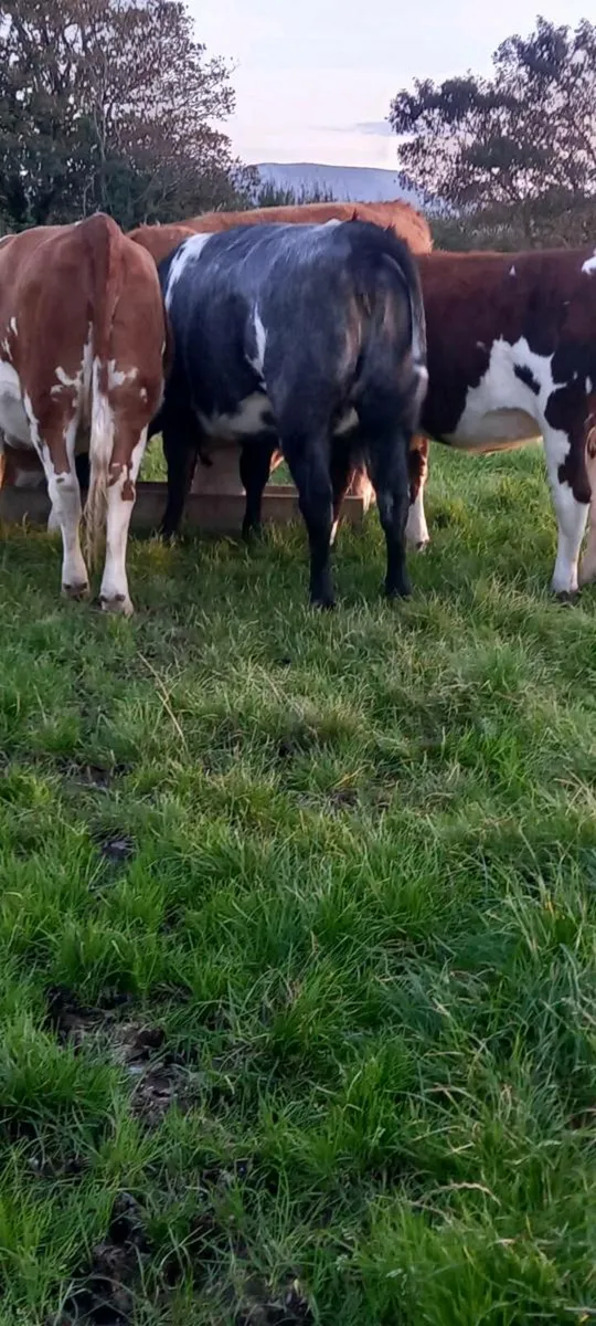 Heifers - Image 3