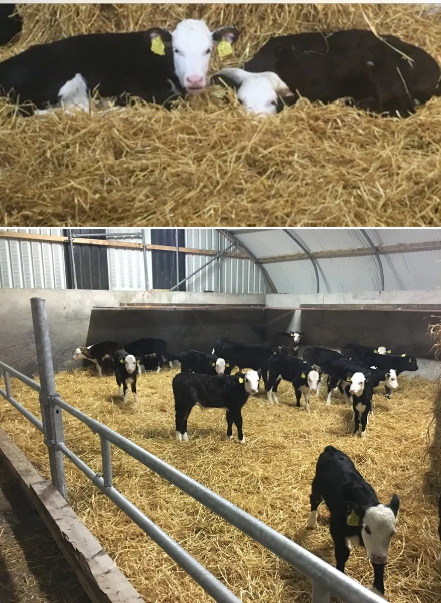 Suck calves wanted