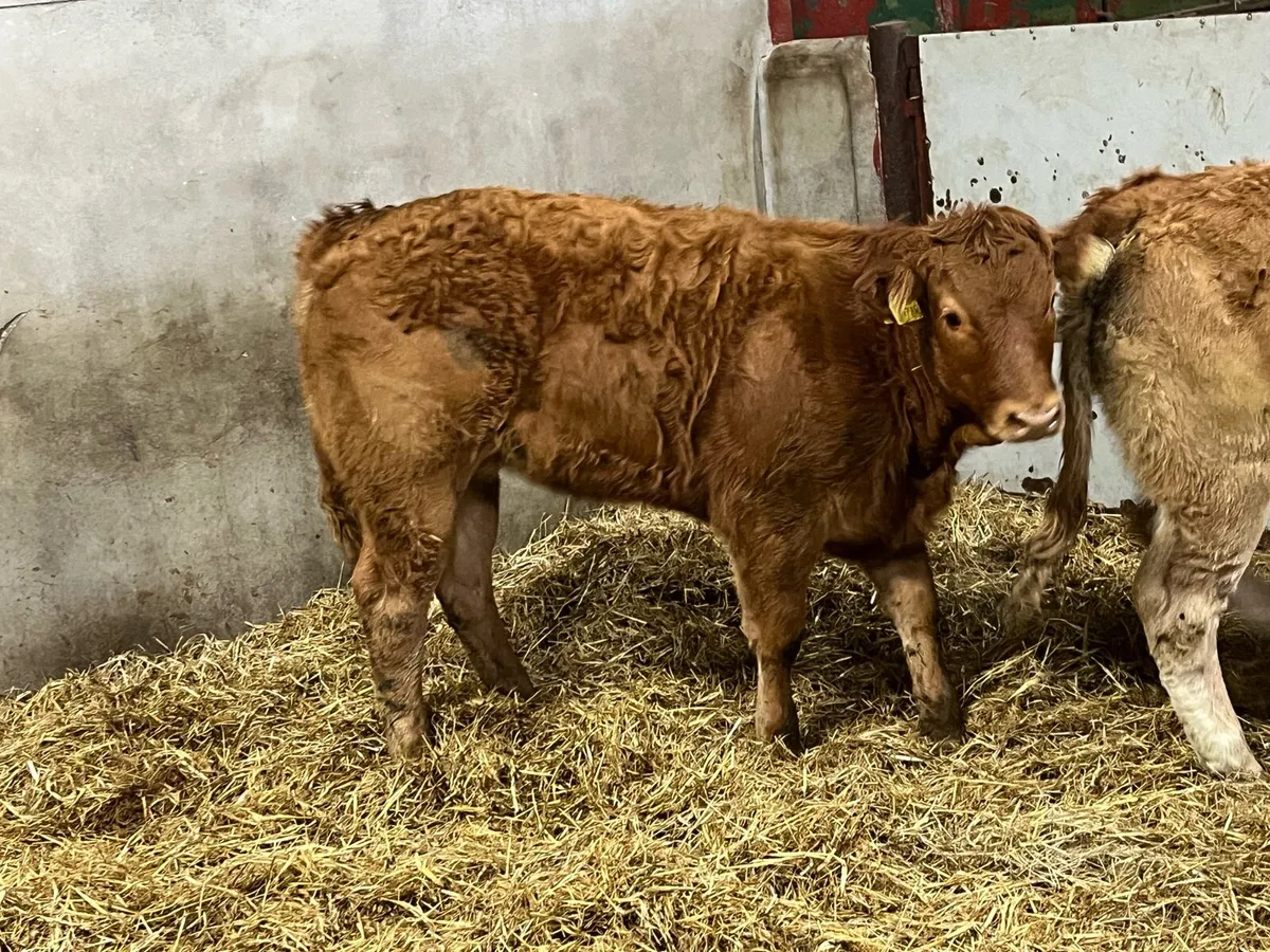SUPER U GRADE RED LIM HEIFER WEANLINGS - Image 2