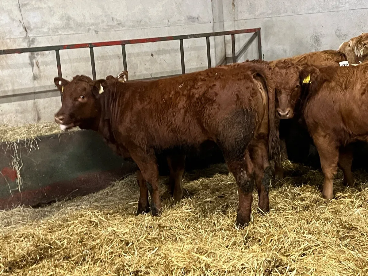 SUPER U GRADE RED LIM HEIFER WEANLINGS - Image 3