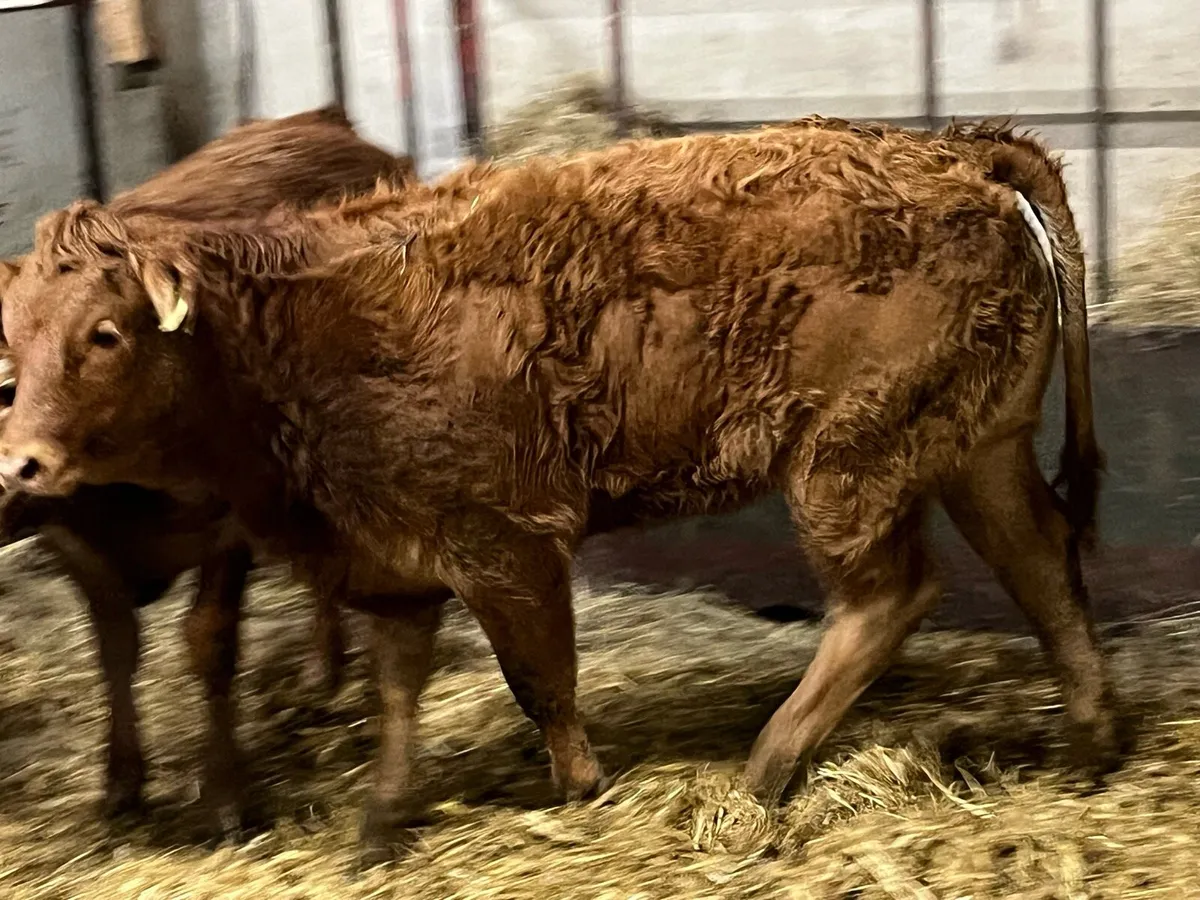 SUPER U GRADE RED LIM HEIFER WEANLINGS - Image 1