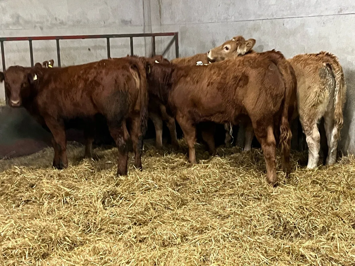 SUPER U GRADE RED LIM HEIFER WEANLINGS - Image 4