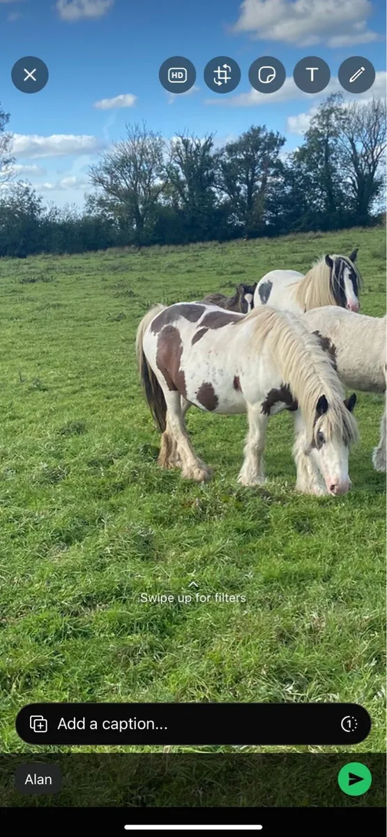 Pony’s For Sale - Image 1