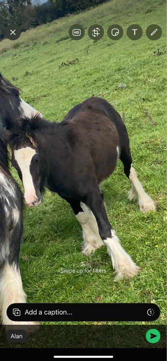 Pony’s For Sale - Image 2
