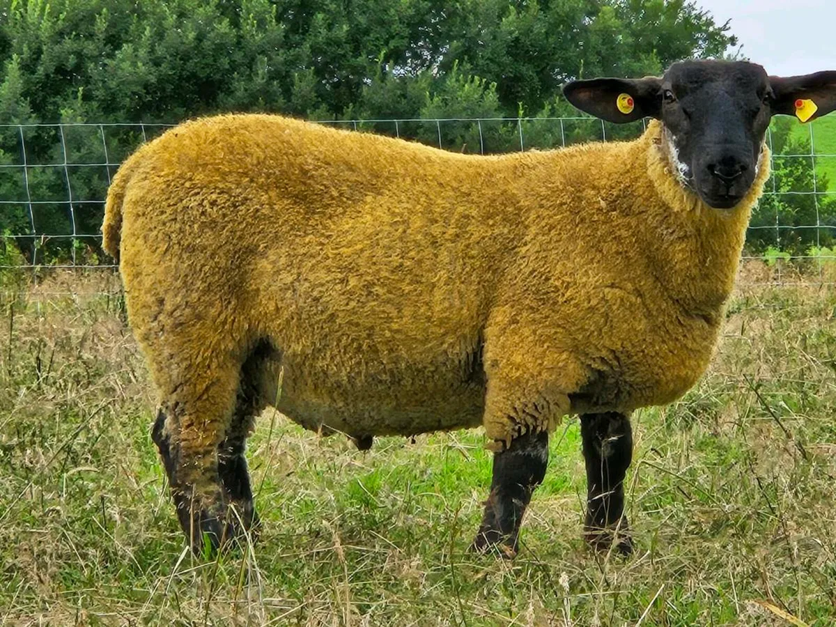 Suff cheviot  hybrid  ram lamb - Image 1