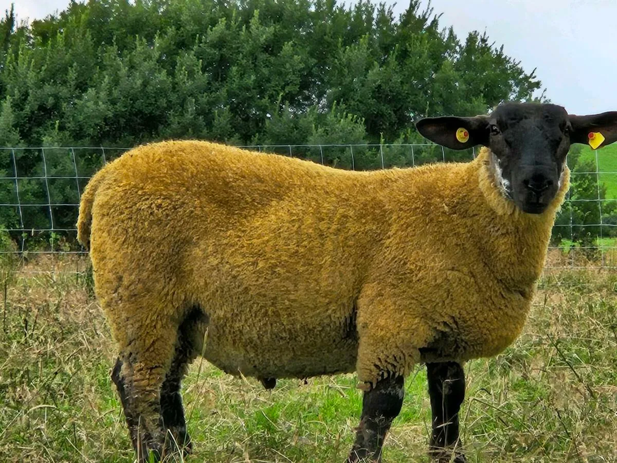 Suff cheviot  hybrid  ram lamb - Image 2