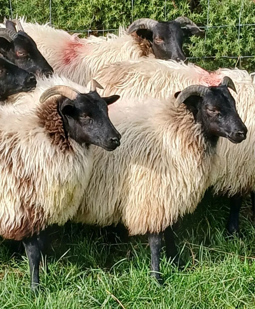 Mayo type ewe  lambs - Image 2