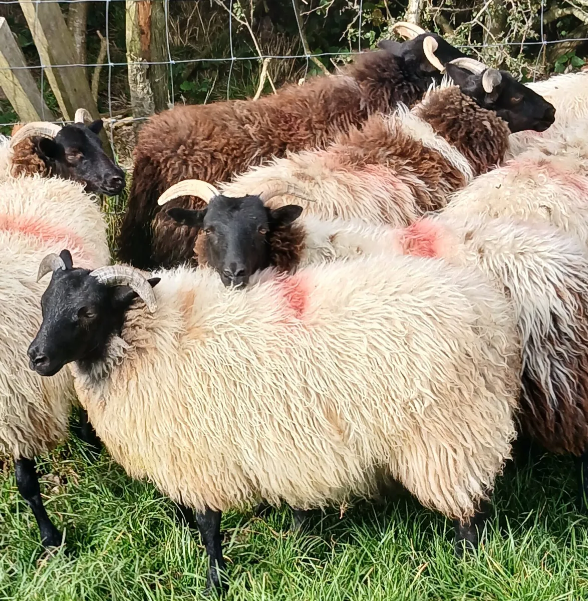 Mayo type ewe  lambs - Image 3