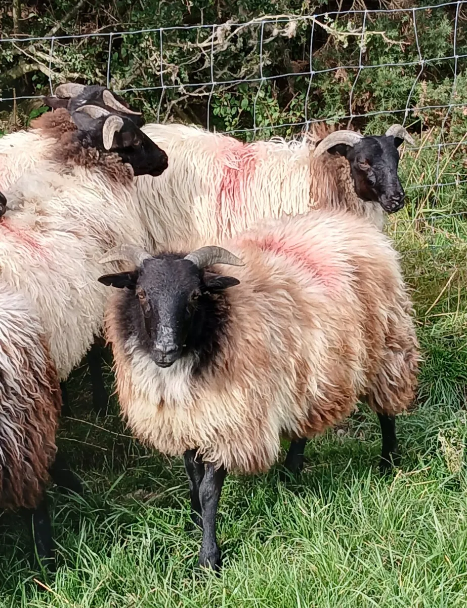 Mayo type ewe  lambs - Image 4