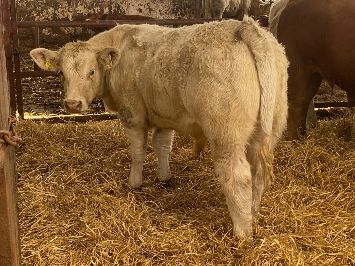 Super Charolais And Limousin Bull Weanlings - Image 1