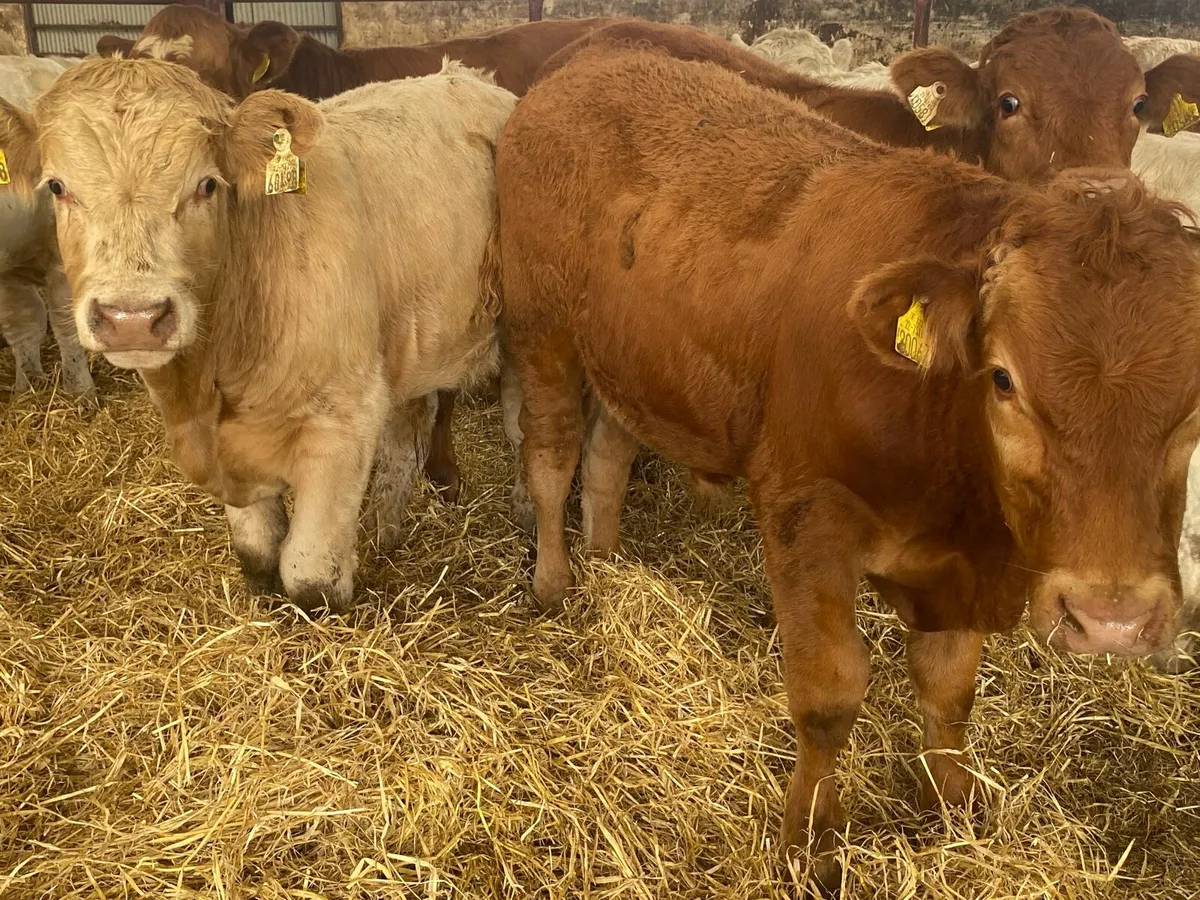 Super Charolais And Limousin Bull Weanlings - Image 2