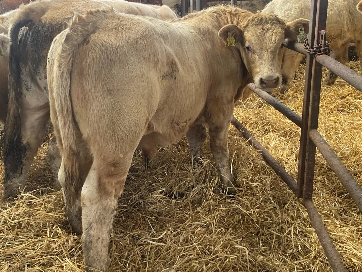 Super Charolais And Limousin Bull Weanlings - Image 4