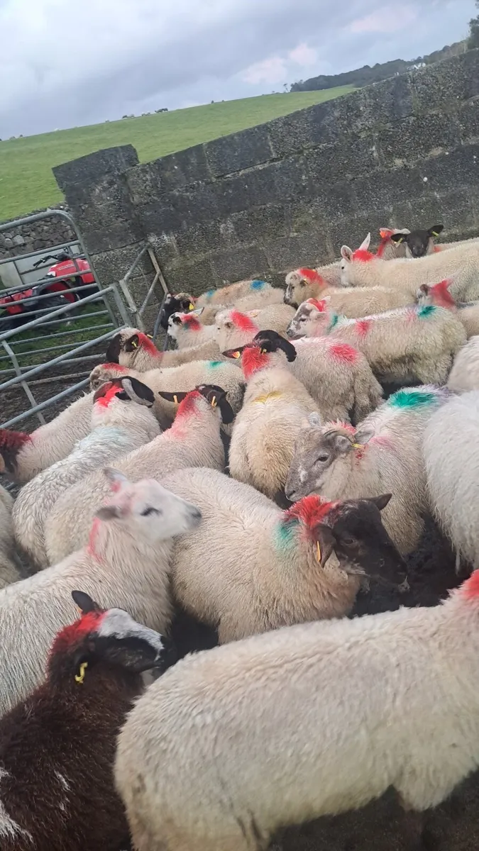 50 store ram lambs - Image 1