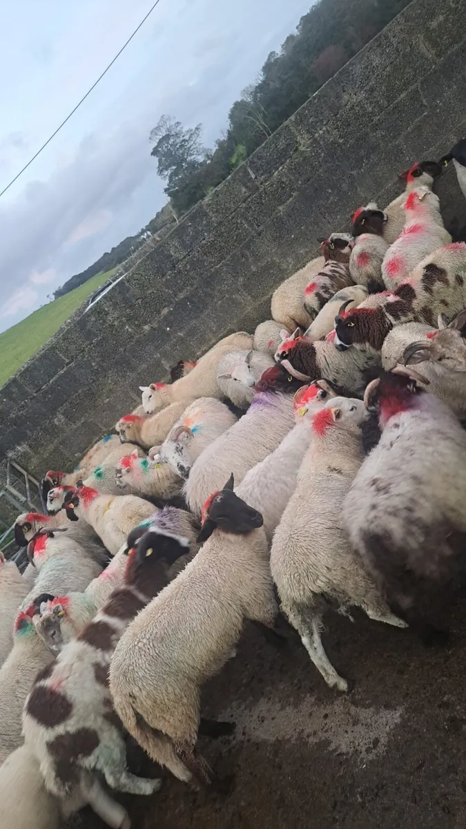 50 store ram lambs - Image 2