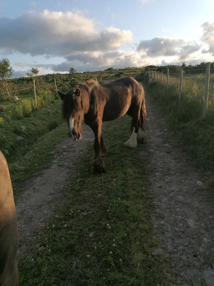 4 yo gelding - Image 1