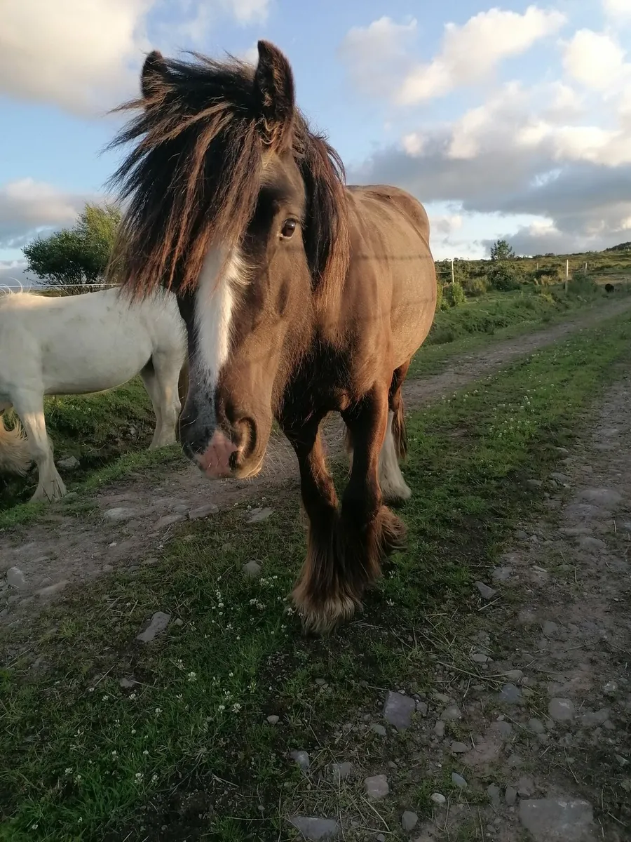 4 yo gelding - Image 2