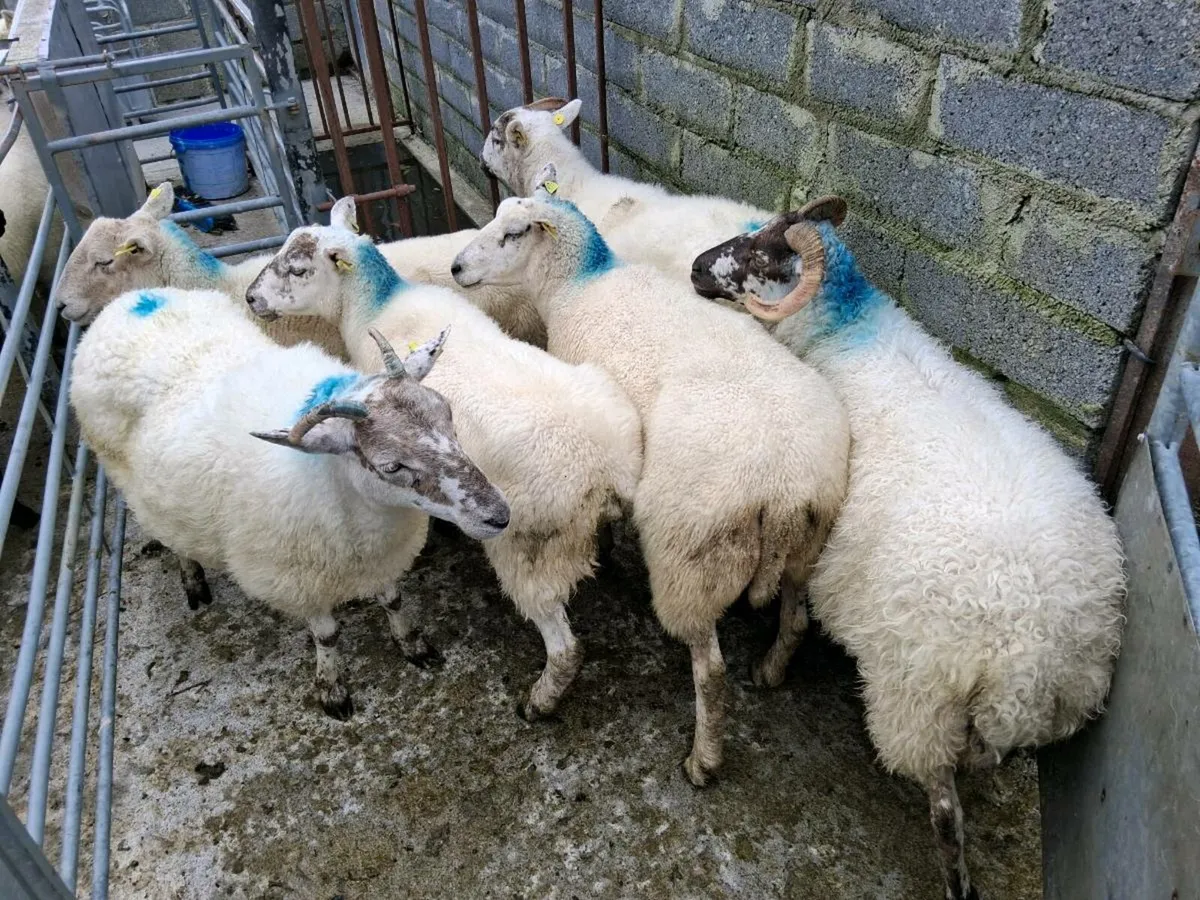 Hoggets and young ewes - Image 2
