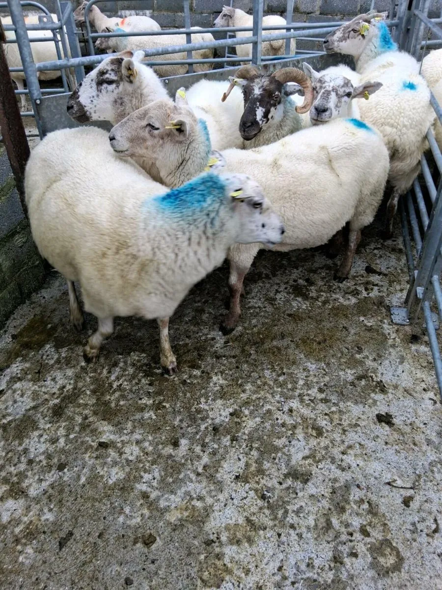 Hoggets and young ewes - Image 3