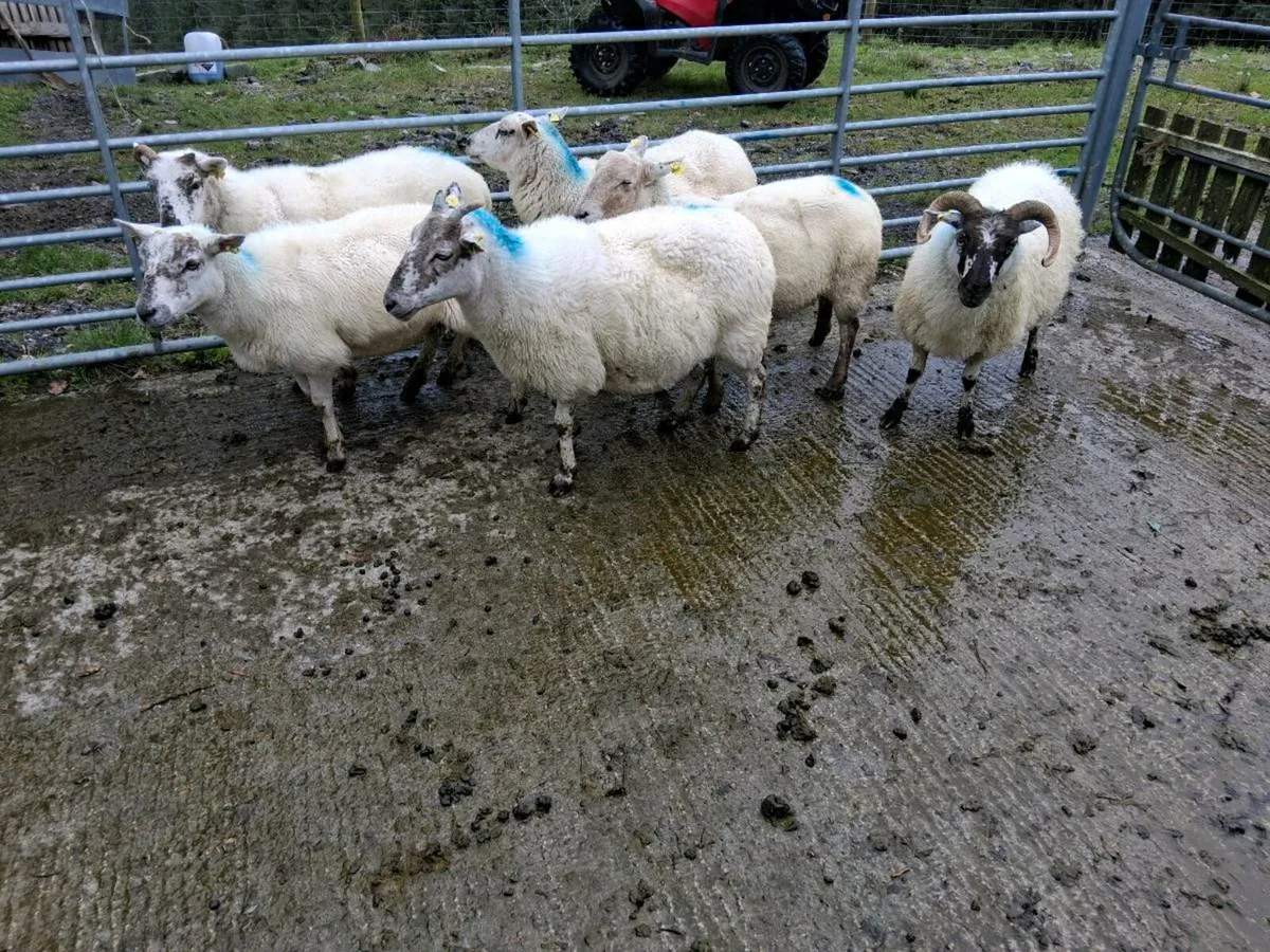 Hoggets and young ewes - Image 4