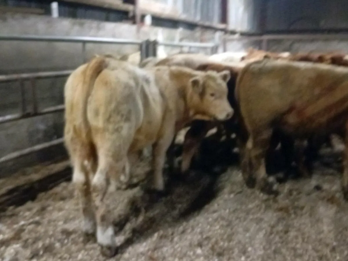 16 Smashing Bull Weanlings - Image 1