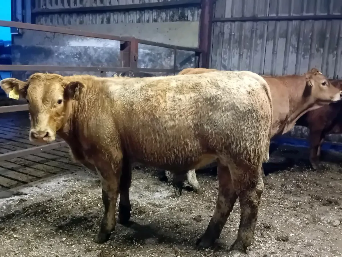 16 Smashing Bull Weanlings - Image 2