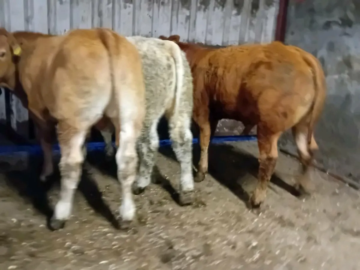 16 Smashing Bull Weanlings - Image 3