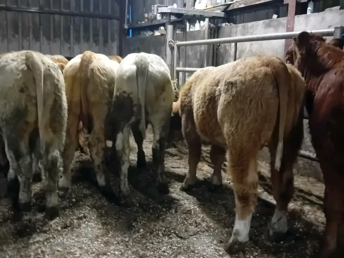 16 Smashing Bull Weanlings - Image 4