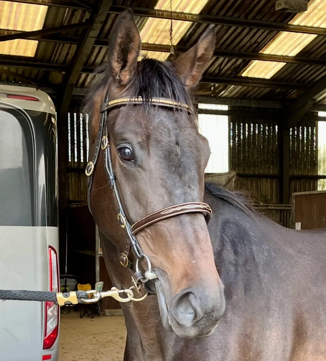 3yr old Elusive Pimpernel ex Presenting - Image 1