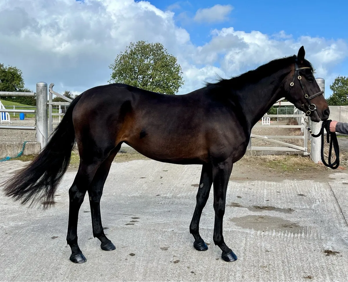 3yr old Elusive Pimpernel ex Presenting - Image 2