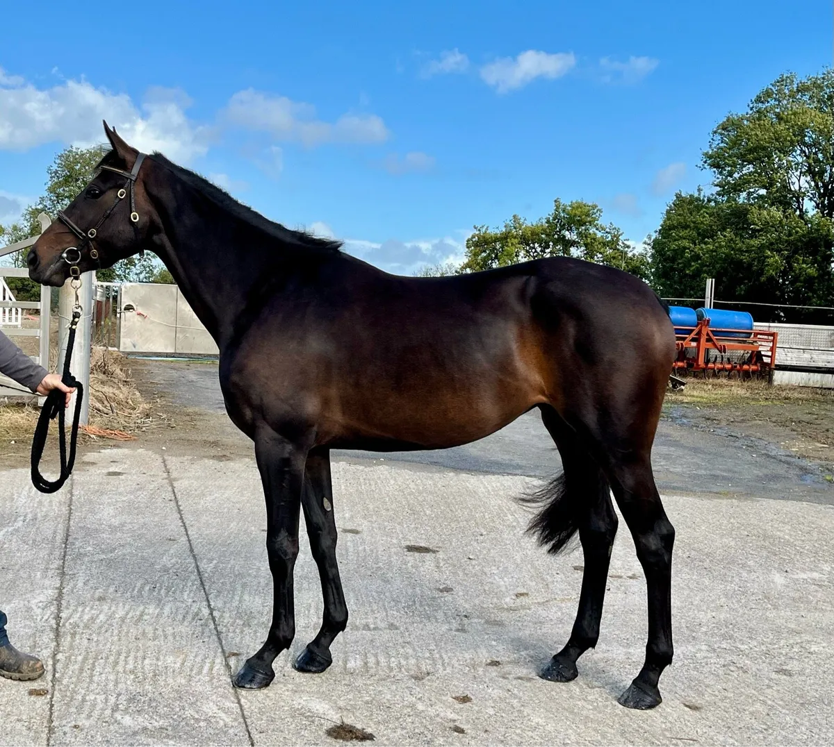 3yr old Elusive Pimpernel ex Presenting - Image 3