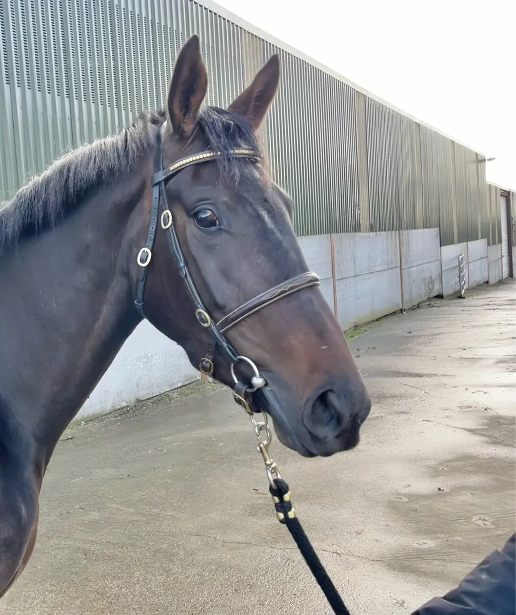 3yr old Elusive Pimpernel ex Presenting - Image 4