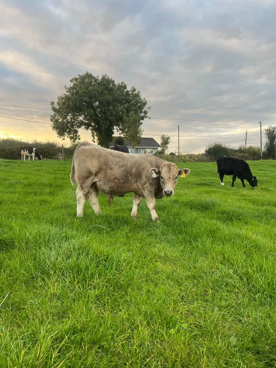Organic bullocks - Image 1