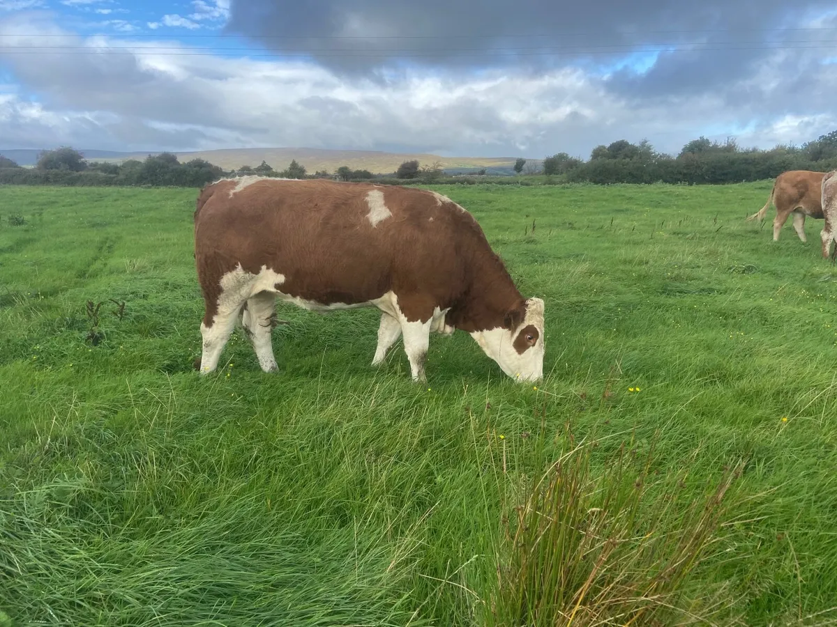 Beef cattle - Image 1