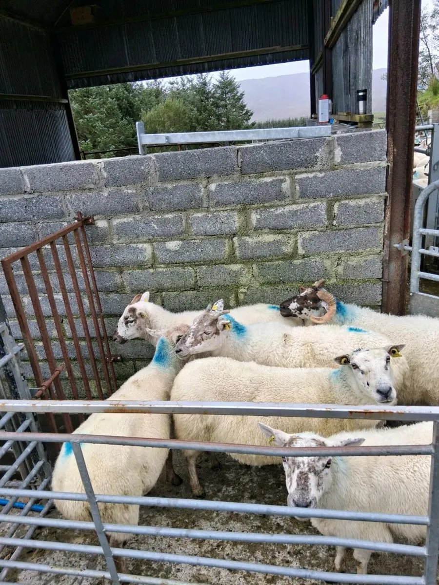Hoggets and young ewes - Image 1