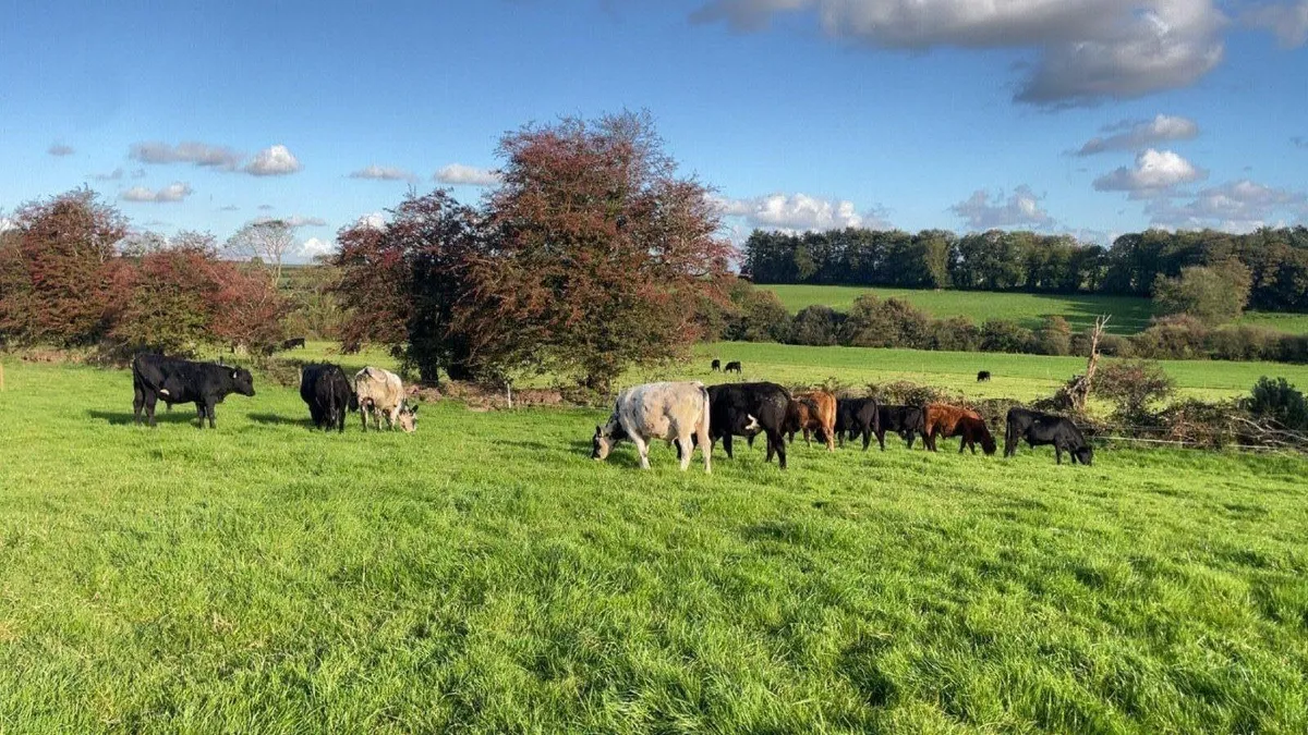 AAX, BBX and LMX Weanling Bulls - Image 1